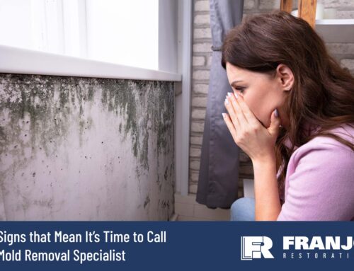 When to Call a Mold Removal Specialist